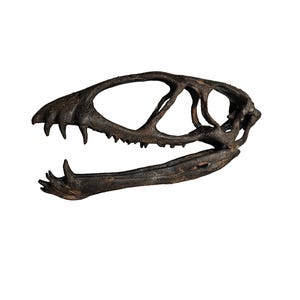 May include: A detailed, dark brown dinosaur skull with sharp teeth and a prominent jaw. The skull's intricate bone structure is visible, showcasing the creature's prehistoric form. The fossilized appearance suggests an ancient artifact.