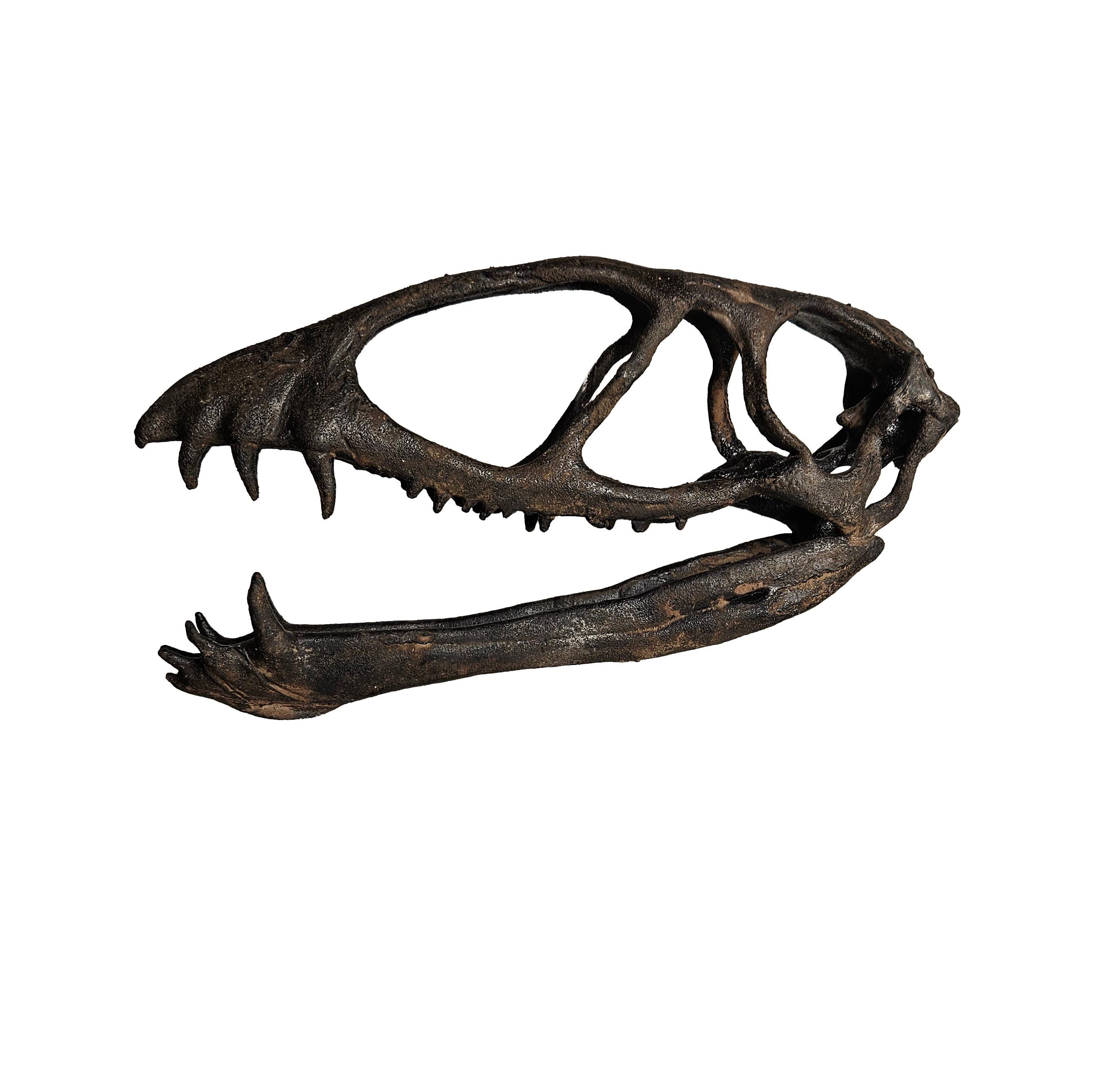 Museum Quality Dimorphodon Skull - Etsy
