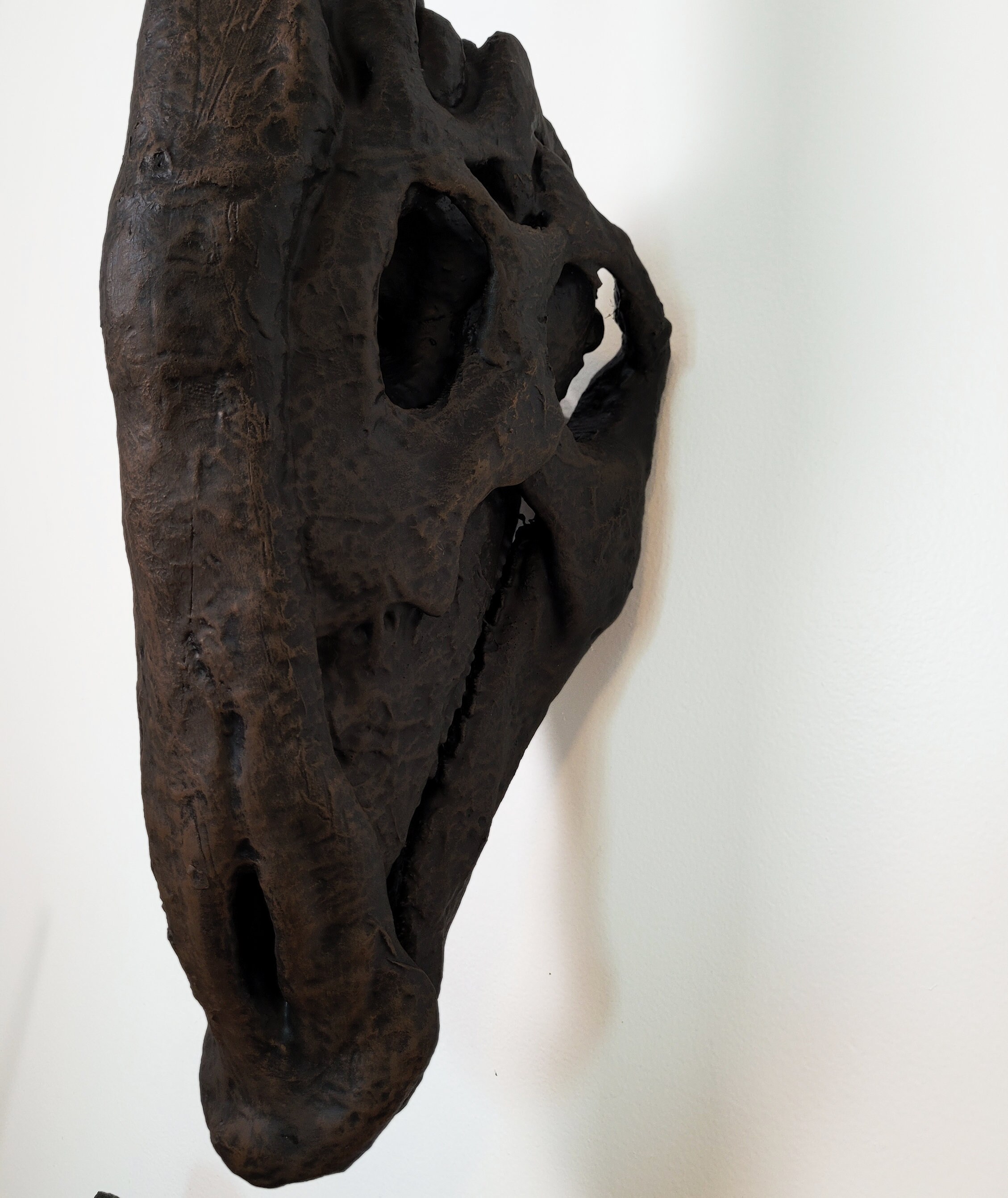 Life Size Museum Quality Parasaurolophus Skull 40-60