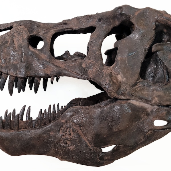 Life Size Museum Quality T-Rex Skull