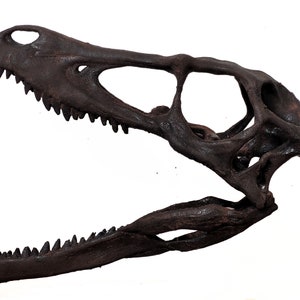 1:1 Museum Quality Velociraptor Skull Sculpture