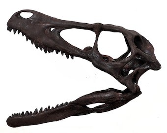 1:1 Museum Quality Velociraptor Skull Sculpture