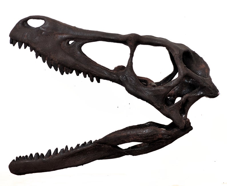 May include: A close-up of a dark brown dinosaur skull replica. The skull is open-mouthed, revealing rows of sharp teeth. The skull is detailed and realistic, with visible bone structure.