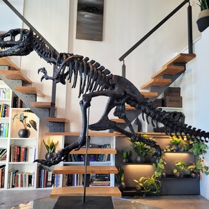 Life sized Baby T. Rex Skeleton image 2