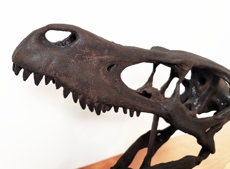 May include: A close-up of a dark brown dinosaur skull replica. The skull is mounted on a wooden base and has a detailed, realistic appearance.