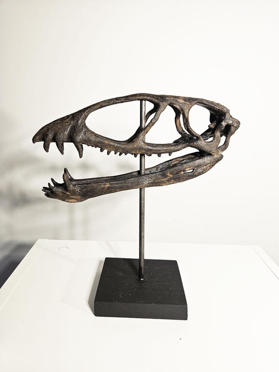 Museum Quality Dimorphodon Skull - Etsy