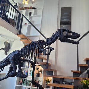 Life sized Baby T. Rex Skeleton image 1