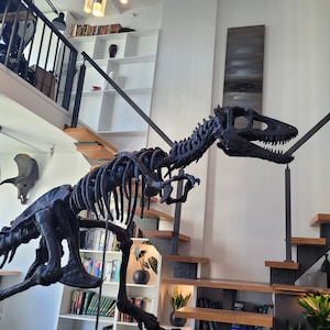 Life sized Baby T. Rex Skeleton image 1