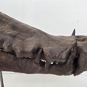 May include: A dark brown, fossilized crocodile skull featuring a long, narrow snout with visible, sharp, pointed teeth. The texture of the bone is rough and weathered, showing natural ridges and indentations across the surface of the snout.