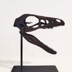 Microraptor Skull Replica
