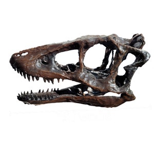 Life sized Baby T. Rex Skull