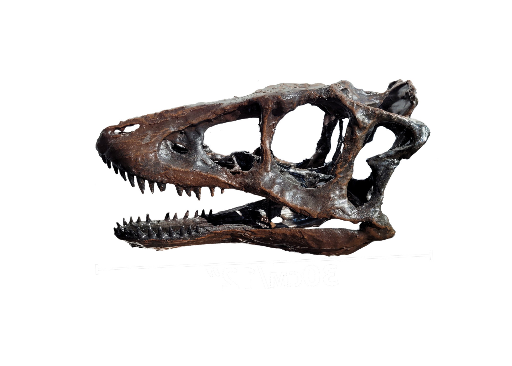 Child skull, 12 year old | 4725