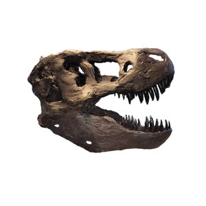 38cm Museum Quality T. Rex Skull