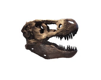 38cm Museum Quality T. Rex Skull