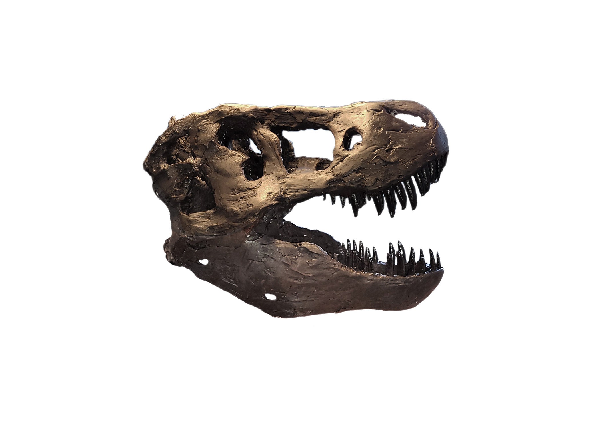 38cm Museum Quality T. Rex Skull - Etsy