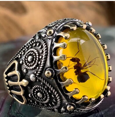 Insect Amber Etsy Singapore