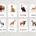 40 Safari Animals Flashcards, Printable Animal Flashcards, Animals Vocabulary, Printable Animal ...