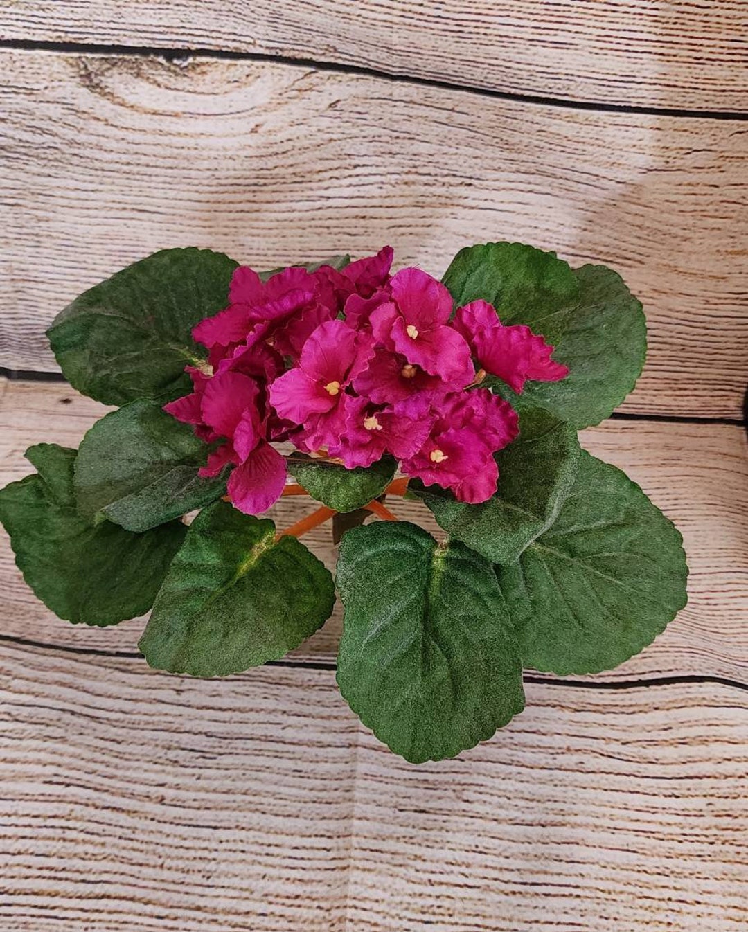 6 African Violet Plant Fushia Faux Silk Violet Etsy