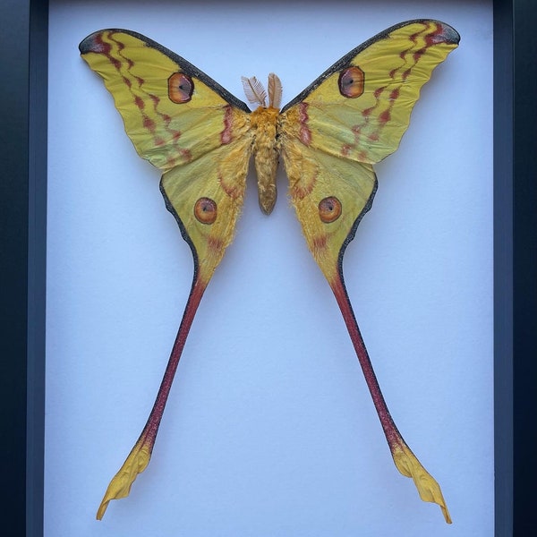 Saturn Moon Moth Entomology Display in Shadow Box Frame