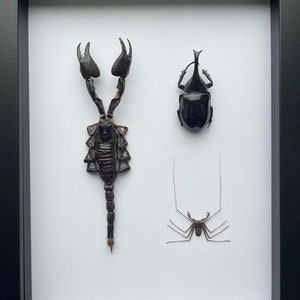 Scorpion and Rhinoceros Beetle Entomology Artwork in shadow box frame