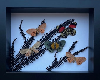 Tiger Moths and Callicore Butterflies Entomology Artwork in a Shadow Box Frame