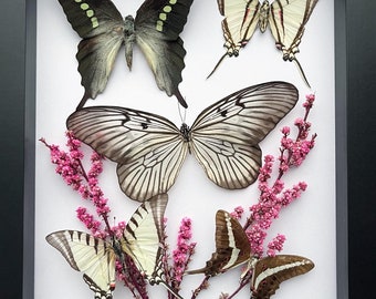 Surtido de mariposas con flores rosas secas, obra de arte entomológica en un marco de caja de sombras