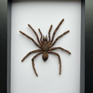 Yellow Kneed Tarantula Entomology Artwork in schaduwdoosframe