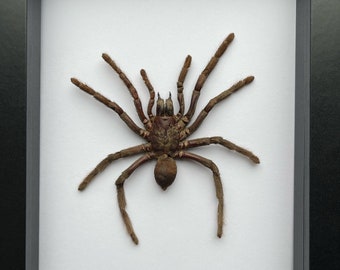 ジャワアースタイガータランチュラ（Selenocosmia javanensis）クモ