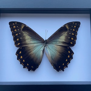 Morpho Telemachus Butterfly Entomology in Shadow Box Frame