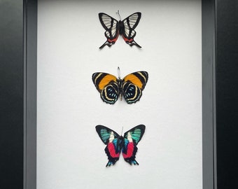 Trío de ilustraciones entomológicas de mariposas multicolores con dibujos únicos en un marco de caja de sombras