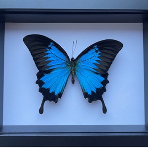 Papilio Ulysses Butterfly Entomology Artwork in shadow box frame
