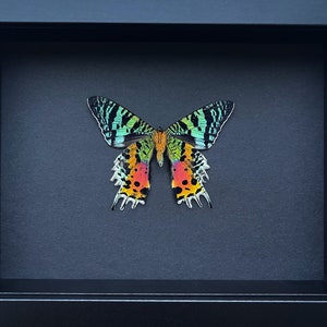 Madagascan Sunset Moth Entomology Display in a Shadow Box Frame on Black Background