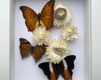 Butterfly Assortment With Dried Flowers Entomology Artwork in a Shadow Box Frame
