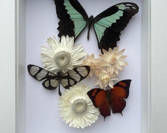 Butterfly Assortment With Dried Flowers Entomology Artwork in a Shadow Box Frame