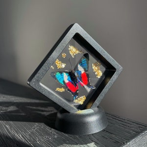 Puede incluir: Un marco cuadrado negro con un frente de vidrio muestra una mariposa preservada con alas azules, rojas y negras. Acentos de pan de oro están dispersos alrededor de la mariposa.