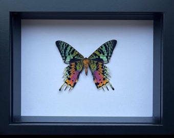 Madagascan Sunset Moth Entomology Artork in shadow box frame