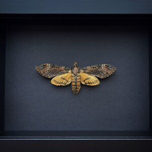 Death&#39;s-Head Hawkmoth Entomology Artwork in shadow box frame on black background