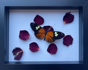 Doris Longwing Butterfly Entomology Artwork in Shadow Box Frame