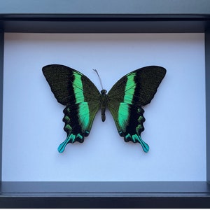 Green Swallowtail Butterfly in a Shadow Box Frame image 1