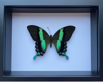 Green Swallowtail Butterfly in a Shadow Box Frame