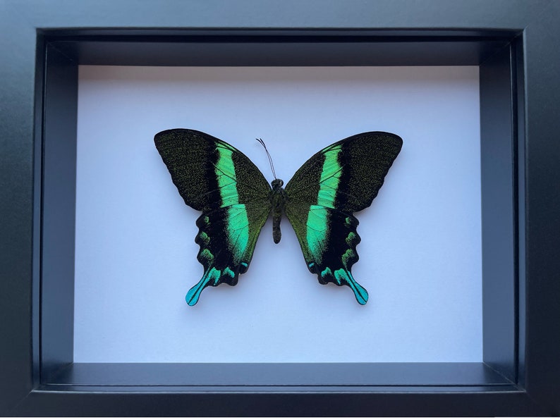 Green Swallowtail Butterfly in a Shadow Box Frame image 1