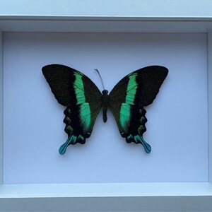 Green Swallowtail Butterfly in a Shadow Box Frame image 2