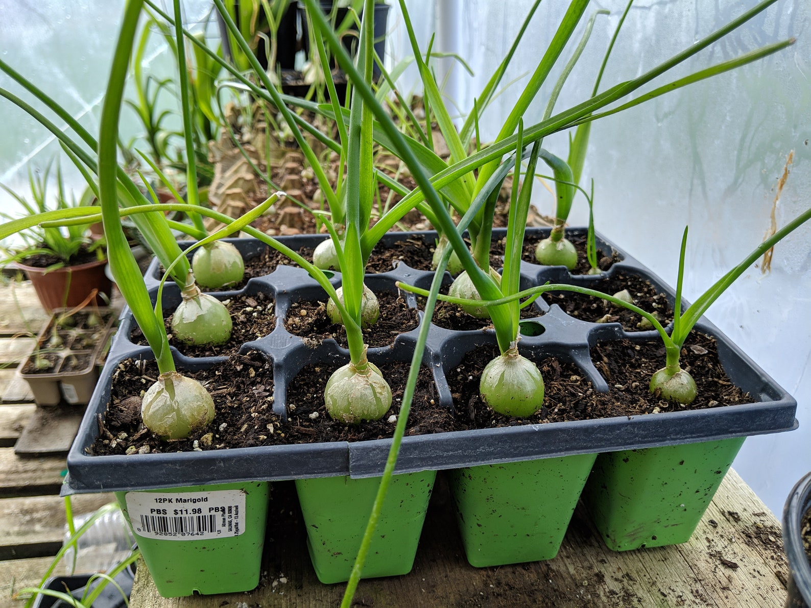 Pregnant Onion Spider Plant Combination False Sea Onion Etsy