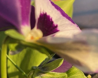 Purple flower photo