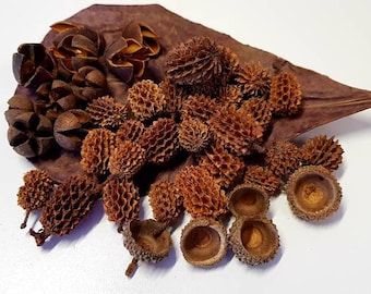 S Aquarium Fish Tank Tannins. Pods Catappa Leaves. For Bettas, Fish, Shrimp Snails