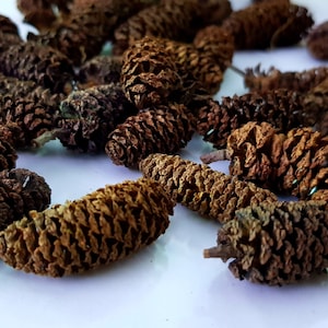 May include: A collection of small, brown pine cones, scattered on a white surface. The cones are various shapes and sizes, with some being more open than others.
