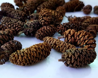 60x Alder Cones. Aquarium Decor. Water Conditioning. Betta fish, Shrimp, Tetras, Corydoras, Discus, Tannins, Botanicals