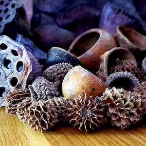 May include: A collection of dried natural elements, including lotus pods, acorns, and pinecones, arranged on a wooden surface. The items are in shades of brown and grey, with some purple accents.