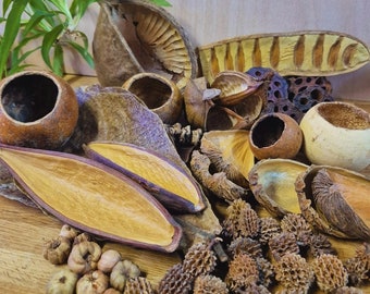 Extra Large Aquarium Terrarium Fish Tank Botanical Tannins Cups Mix. For Bettas, Fish, Shrimp & Snails. Catappa Almond Leaves Bio Active
