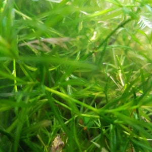 May include: A close-up shot of bright green aquatic plants. The image shows a dense collection of the plants, with long, thin leaves. Some areas are slightly out of focus, creating a natural, textured appearance. The overall theme is aquatic plants.